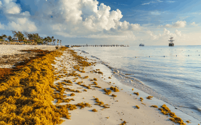 Sargassum in Tulum — The Truth & What to Do Instead (2026)