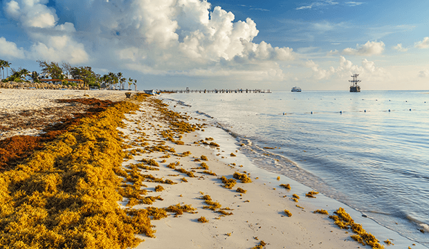 Sargassum in Tulum — The Truth & What to Do Instead (2026)